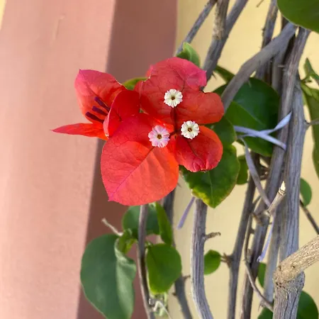 Doxa Апартаменты *